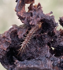 Lithobius forficatus