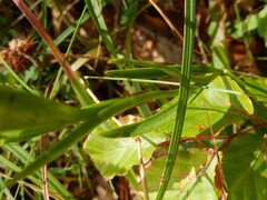 Gentianopsis ciliata