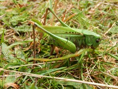 Decticus verrucivorus