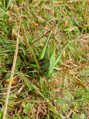 Decticus verrucivorus