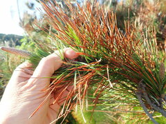 Pinus radiata