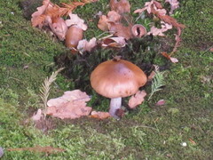 Cortinarius livido-ochraceus