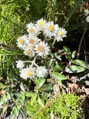 Anaphalis morrisonicola