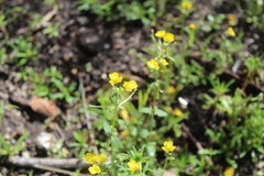 Hemimeris racemosa