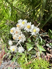 Anaphalis morrisonicola