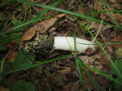 Phallus impudicus