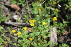 Hemimeris racemosa