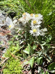 Anaphalis morrisonicola