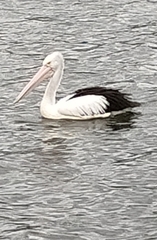 Pelecanus conspicillatus