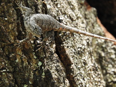 Sceloporus undulatus