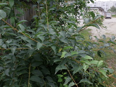 Forsythia × intermedia