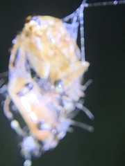 Dermestidae