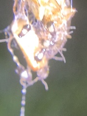 Dermestidae