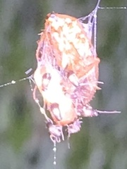 Dermestidae