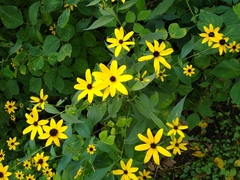 Coreopsis tripteris