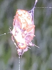 Dermestidae