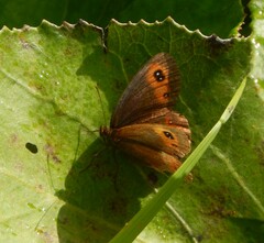 Erebia