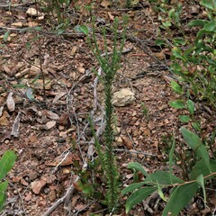 Comesperma ericinum