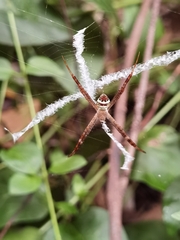 Argiope minuta