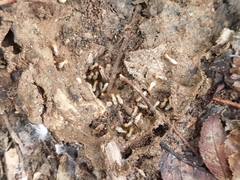 Odontotermes formosanus