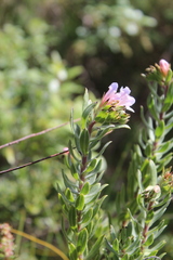 Lobostemon fruticosus
