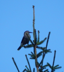 Nucifraga caryocatactes