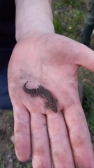 Pachydactylus geitje