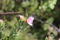 Lobostemon fruticosus