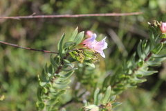 Lobostemon fruticosus