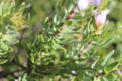 Lobostemon fruticosus