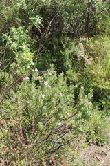 Lobostemon fruticosus