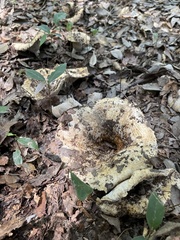 Russulaceae
