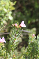 Lobostemon fruticosus