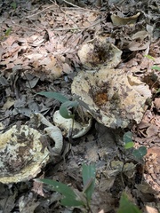 Russulaceae