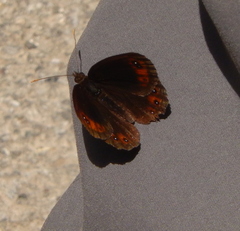 Erebia styx