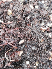 Holoverticata