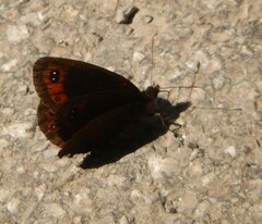 Erebia styx