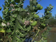 Calotropis procera