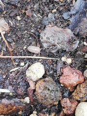 Holoverticata