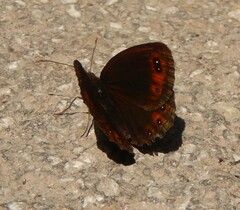 Erebia styx