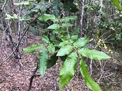 Alectryon tomentosus