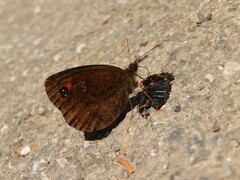 Erebia styx