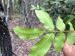 Alectryon tomentosus