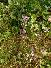 Gentianella