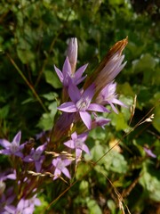 Gentianella