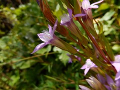 Gentianella
