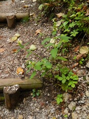 Galeopsis