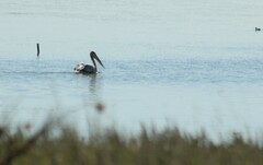 Pelecanus crispus