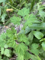 Corydalis capnoides