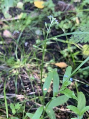 Myosotis cespitosa